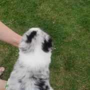 Dark Blue Jodłowy Border