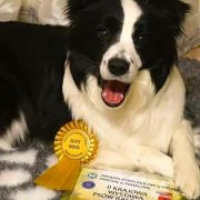 DARLING DAKOTA Clan Fair Play