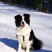 DARLING DAKOTA Clan Fair Play 2