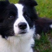 DARLING DAKOTA Clan Fair Play 3