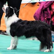 DARLING DAKOTA Clan Fair Play 4