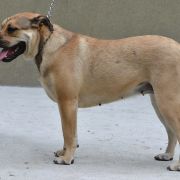 DARLING R.J.Osanna 2