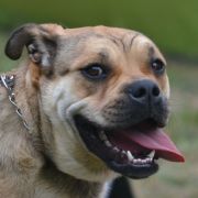 DARLING R.J.Osanna 3