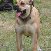 DARLING R.J.Osanna 4