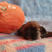 DAWA DORJEE The Tibetan Pride /FCI/