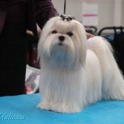 Day by Day Maltezzi 3