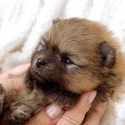 DAZZLING HENRY the Scarlet Hill