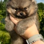 DAZZLING HENRY the Scarlet Hill