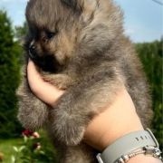 DAZZLING HENRY the Scarlet Hill