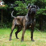 A PROMISE OF VICTORY Your Destiny FCI