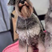 Wise Lord Lija FCI SILVER ARROW 