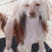 Muso Grazioso Edgar King of Life 