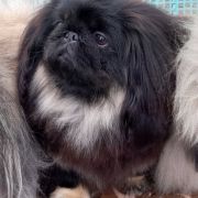 Boszka De Luxe Carmen