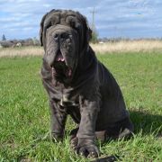 CORLEONE DEL' BOSCO FOLTO