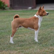 Butebo Chanzo Cha Nile