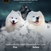 Dorosłe samoyedy i szczenięta na sprzedaż