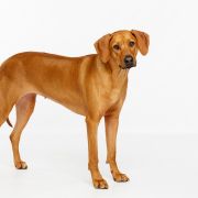 Villagedogs Princess In Purple Rain