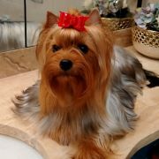 T-TIFFANY Piccolo Cane York (FCI)