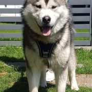 Luciano Lord Kingwolf