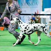 C.I.B. THE ALCHEMIST Dinaradals 