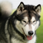 LAFAYETTE LUI OD LEDOVE KRALOVNY