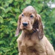 ETERNIA KING GREYSKULL Ginger State of Mind