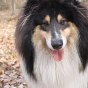 AKAI MYSTERY Sugar Baby