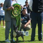 BLACK SHINE PEARL Forpiga Bulla FCI