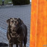 FRIDA CARO F.D.B. FCI