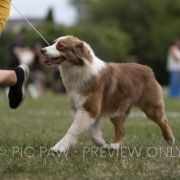 KREMÓWKA Zulajo FCI