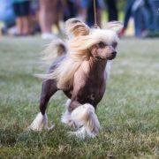 JETSE z Łowickiego Księstwa 