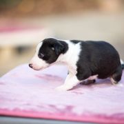 KIMCHI Paka Czworaka