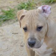 BRONSON ROCKET BABE FCI 