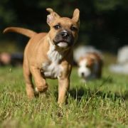 ZADYMKA Little Love Machine