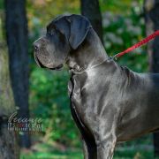 WODAN Margarejro (FCI)