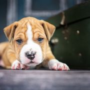 JASIONE LEAVIS American Heart vel. Tomuś