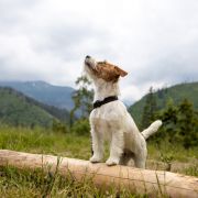 OLIWKA Lubelski Tropiciel FCI Mł.Ch PL