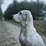 LETIZIA ORTIZ Artemis Canes 