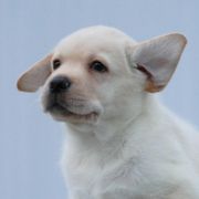 Apollo Von Osten Herz