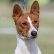 FEEL THE THUNDER Zakira FCI