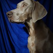 ENIGMA Imperial Weimaraner