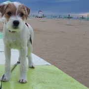 Demi Moore Mazurski Brzeg FCI