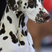 lacrima christi concordia