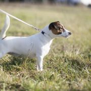 Heaven Akademia Pana Jacka FCI