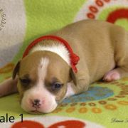 Female 1 Dolcze Gabara