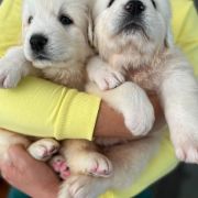 U Hodowla Markus FCI