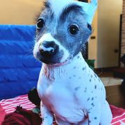 KISS OF ART Design by Margarejro FCI 