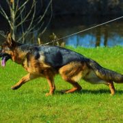 HOLA vom Haus Tchorz