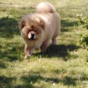 MARCEL MISHKI TOPTISHKI