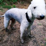 Speedy Sheep BE BRAVE (Logan)